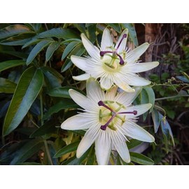 White Passion Flower- 10 Seeds -Groundcover or Trellis Vine -Seed Pack- Passiflora