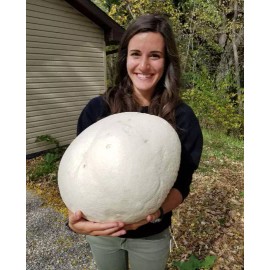 Unbranded GIANT PUFFBALL MUSHROOM GROWING KIT. OVER 1 BILLION SPORES - Calvatia gigantea!