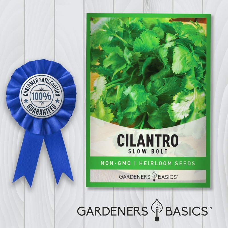 Cilantro Seeds for Planting Heirloom Non-GMO Herb Coriander Plant Seeds