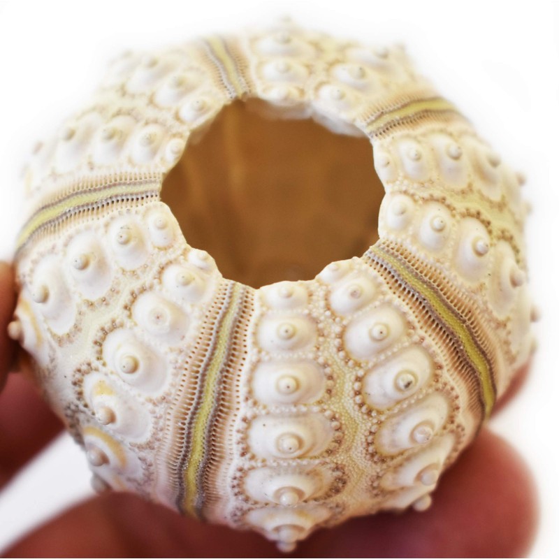 1 Sputnik Sea Urchin Shells 2" Beach Crafts Ocean Arts