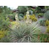 20 SEEDS Banana yucca - DROUGHT TOLERANT,Edible Fruits,Yucca baccata !
