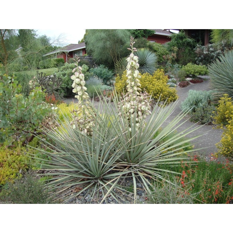 20 SEEDS Banana yucca - DROUGHT TOLERANT,Edible Fruits,Yucca baccata !