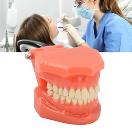 NSXAYIWE Dental Model, Dental Study Dental Model, Demonstration Tooth Model for Dental Teaching, Compatible Dental Model for Dental Training and Training