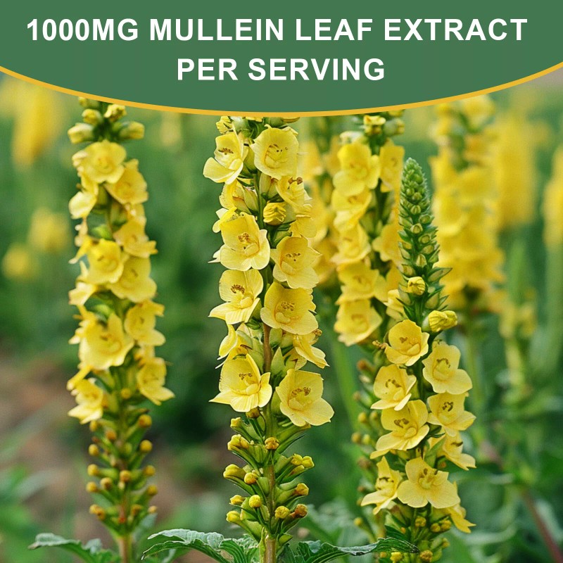 2*60ml Mullein Drops for Lungs, Detox and Cleanse Mullein Extract
