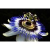 Unique Exotic Passion Flower Passionflower 10 Seeds for Planting Non-GMO