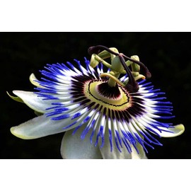 Unique Exotic Passion Flower Passionflower 10 Seeds for Planting Non-GMO Passiflora Climbing Vine