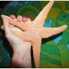 Sea Creature Replicas - Rubber/PVC - AAA