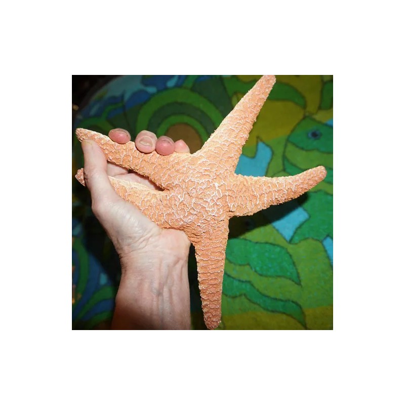 Sea Creature Replicas - Rubber/PVC - AAA