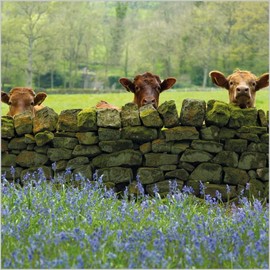 Abacus Cards General Male/Female Blank/Birthday Card - Cattle & Bluebells - Eco-Friendly & Recyclable - From the BBC Countryfile Range