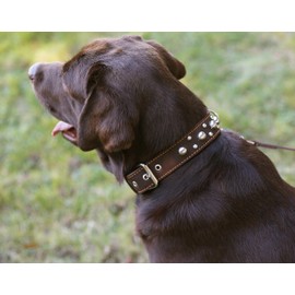 Genuine 1.5" Wide Thick Leather Studded Dog Collar. Fits 17"-21.5" Neck, Large Breeds.