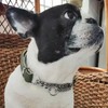 beanspet Dog Half Chalk Double-Layer Leather Collar, Dog Collar, Leather,