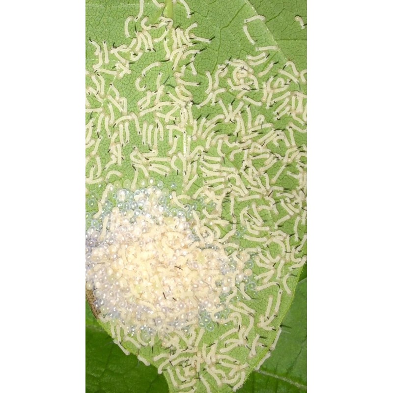 Catalpa, Southern Catalpa Tree Seeds, (For Raising Catalpa Worms) Catfish