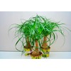 Seeds4planting - Seeds Ponytail Palm Bottle Perennial Tree