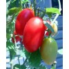 GIGANTIC RED GRAPE Tomato! RARE! 10 Seeds! VERY LIMITED SUPPLY! COMB. S/H!