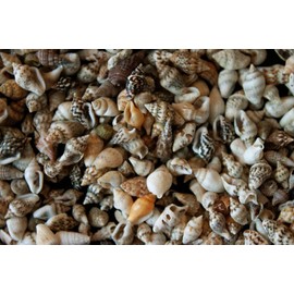 Small Seashells, Miniature Conch Shells, Tiny Sea Shell for Zen Garden, Terrarium or Fairy Garden Beach, Summer Tiny Shell Craft, Craft Making (100CS)