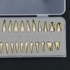 1 caja de dientes modelo dental modelo 28 piezas 1:1