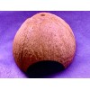 AquaEmporium Coconut shell aquarium For Cichlid Fish Hide Cave Aquarium