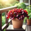 KIRA SEEDS - Seeds Red Indoor Lettuce - 20 Days