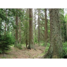 Fresh Sitka Spruce (Picea sitchensis), 50 seeds