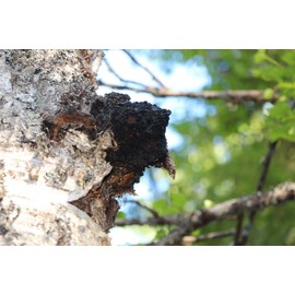 Original Chaga Powder in Tea Bag