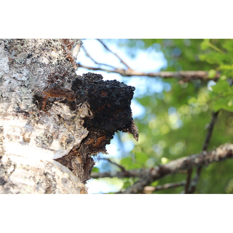 Original Chaga Powder in Tea Bag