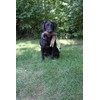 HuntEmUp Ultimate Pheasant Dog Trainier Mesh Gear Bag and Training