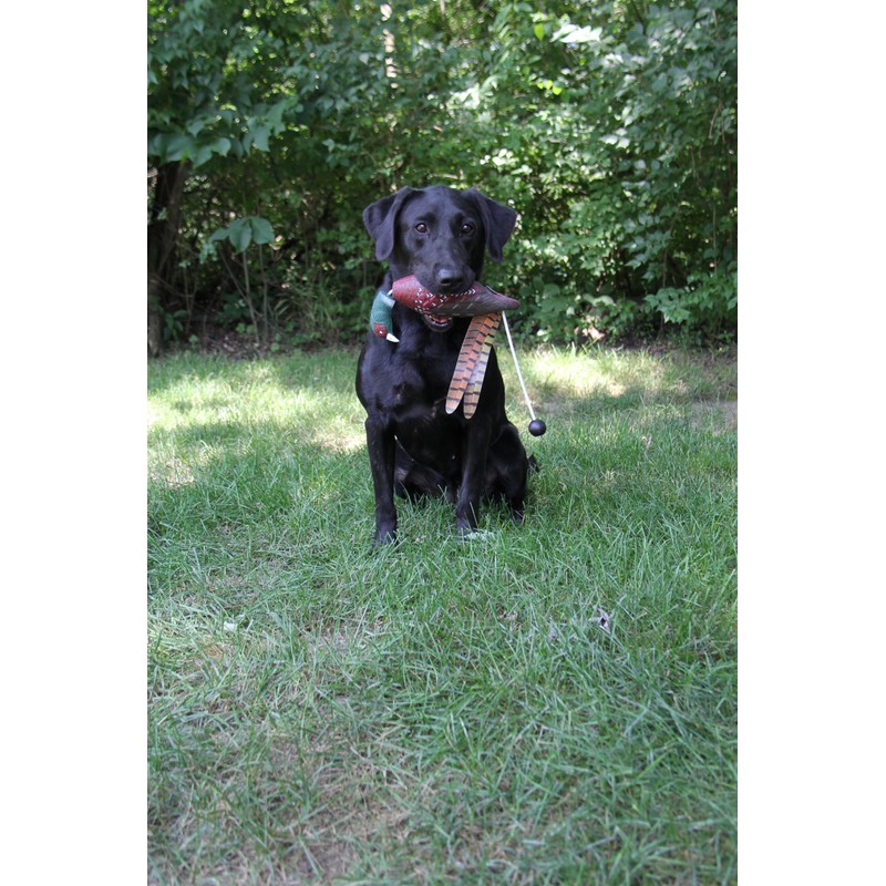 HuntEmUp Ultimate Pheasant Dog Trainier Mesh Gear Bag and Training