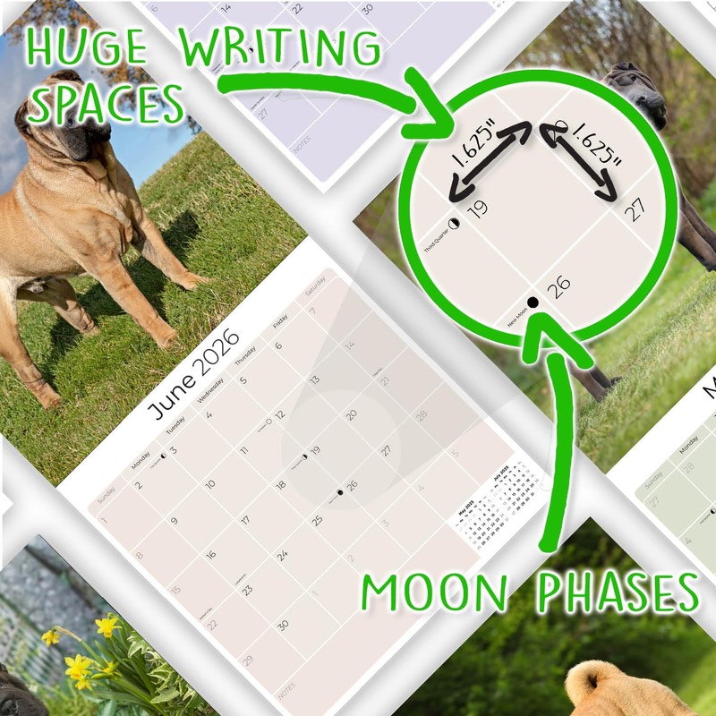 2025 2026 Shar Pei Calendar - Dog Breed Monthly Wall