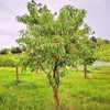 Red Haven Peach Tree, Freestone Pit, Heavy-Bearing, Cold Hardy, 1