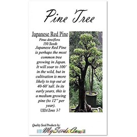 Big Pack Bonsai Tree Seeds - Japanese RED Pine Tree (150 Seeds) - Pinus densiflora Pine Tree Seeds - Non-GMO Seeds by MySeeds.Co (Big Pack - Japanese Red Pine)