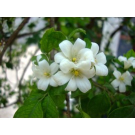 Buy Rare Seeds Murraya paniculata | Mock Orange Jasmine | Satinwood | 10_Seeds