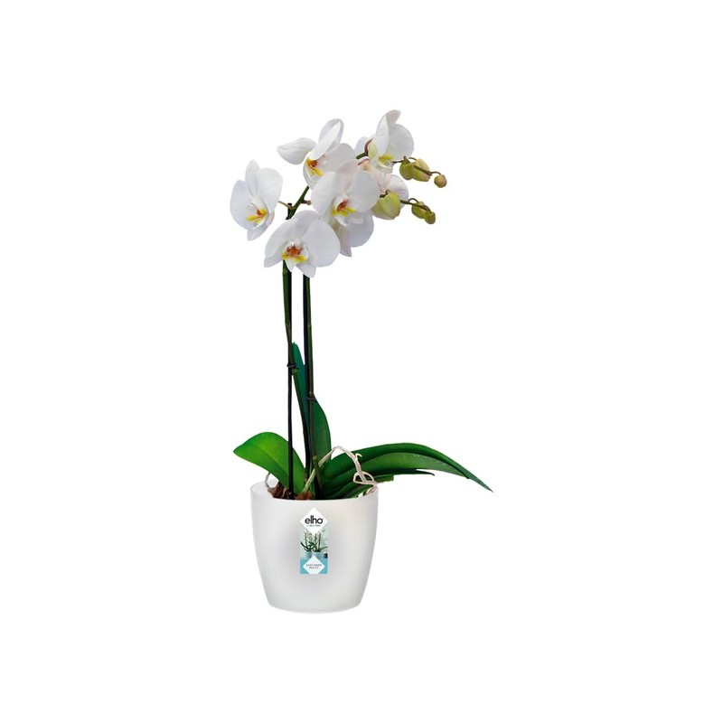 elho Brussels Orchid 16 Flower Pot for Indoor Use Diameter
