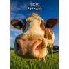 Cow Birthday Card
