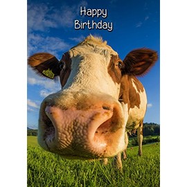 Cow Birthday Card