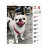 2024 Chihuahua Senryu (Weekly Turning) Calendar No. 027