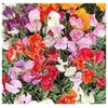 Sweet Pea Mixed Seeds - Approximately 65 Seeds