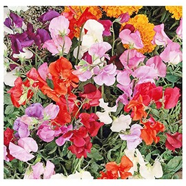 Sweet Pea Mixed Seeds - Approximately 65 Seeds