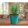 BUZZY Seeds Rosemary Holiday Herb Garden Grow Pail - Indoor