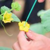SUPVOX Pollination Tool, 100Pcs Vegetable Pollinator Brush Manual Pollination Tool