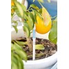IPPINKA Sustee Aquameter - Bundle of 24 - House Plant