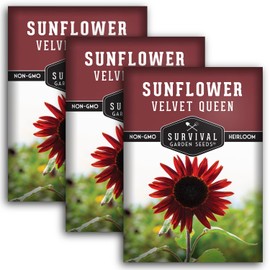 Velvet Queen Sunflower Seed for Planting - 3 Packets with Instructions to Plant and Grow Sunflower in Your Home Flower Garden - Non-GMO Heirloom Variety - Survival Garden Seeds - Vibrant Red Blooms