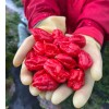 ZEshops 50pcs Ghost Pepper Seeds – Non-GMO Heirloom Chili Super