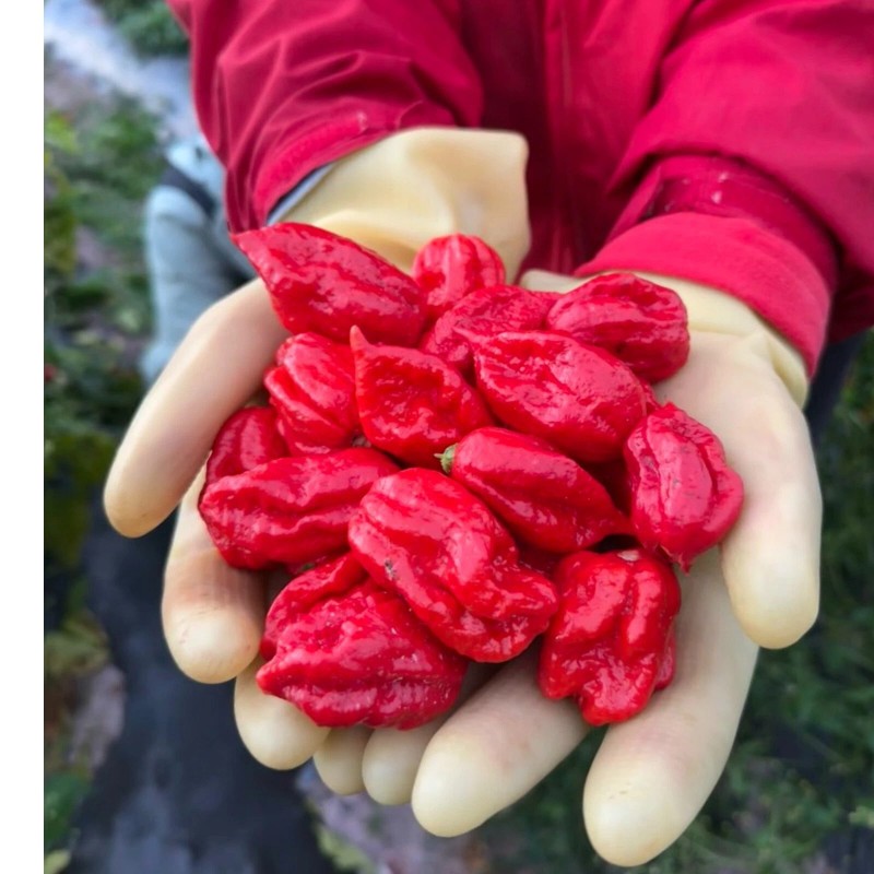 ZEshops 50pcs Ghost Pepper Seeds – Non-GMO Heirloom Chili Super