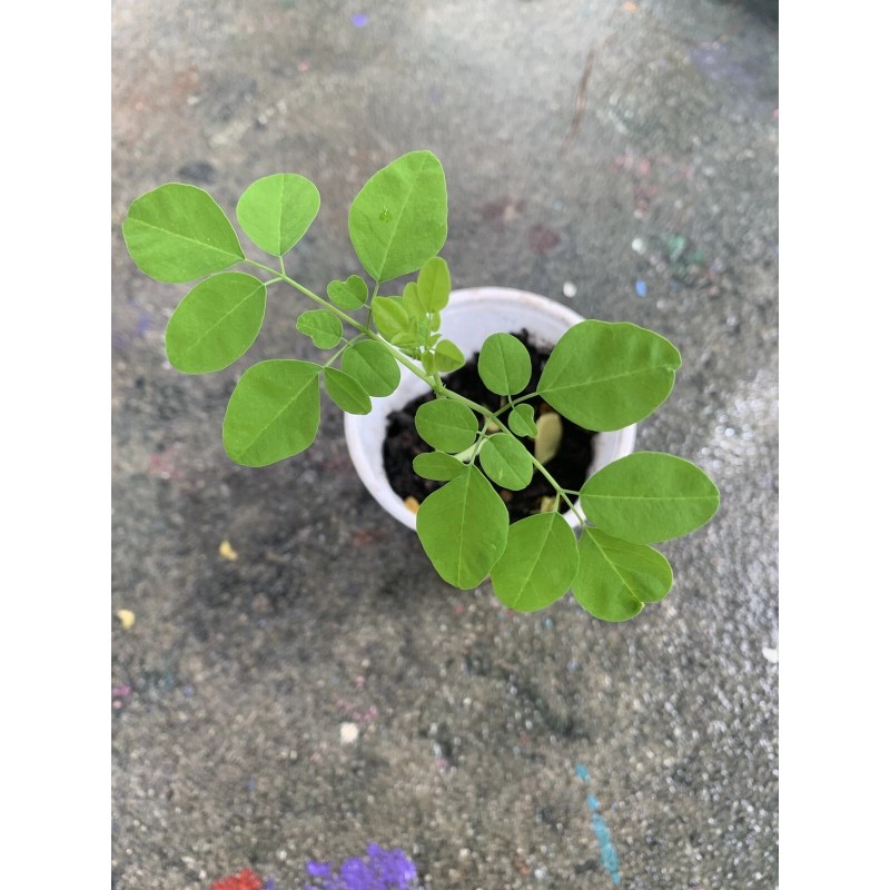 Ripkitty Moringa Oleifera (Tree of Life) Wingless Seeds Planting Nuts