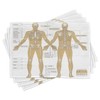 Ambesonne Human Anatomy Place Mats Set of 4, Diagram of