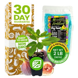 Fig Tree & Fertilizer Bundle - Chicago Hardy Fig Tree Starter Plant & Fig Fuel Fertilizer 2lb by Wellspring Gardens -Purple-Skinned Plant for Garden- Nutrient Blend for Healthy Grow & Fruit Production