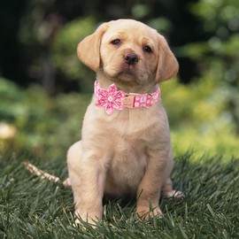 Babole Pet Dog Collars with Flower Tie,Summer Pink Daisy Flower Dog Collar with Safety Metal Buckle Adjustable Puppy Collars for Small Medium Large Dog,Boy&Girl Dog Collar Gift,S-Neck 10"-16"