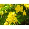 50 Senna Surattensis Seeds Cassia Glauca Senna sulfurea Glossy Shower.