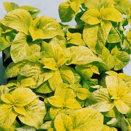 Outsidepride Coleus Wizard Golden - 100 Seeds