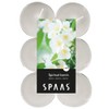 Spaas 12 Scented Maxi Tealights, 10 Hours, Spiritual Jasmine,White,D 58